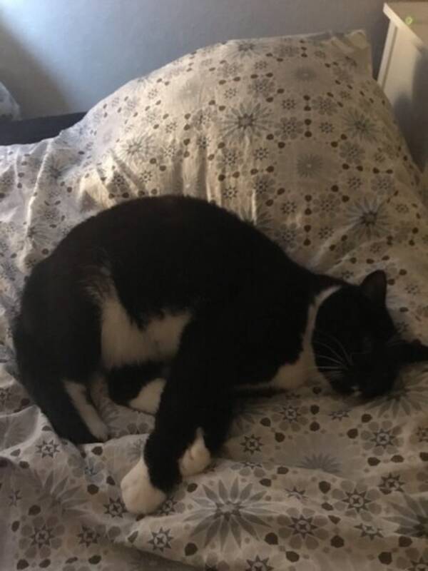 Katt - Sotie Katt - Sotie