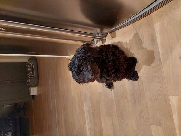 Hund - Jack-a-poo Buster