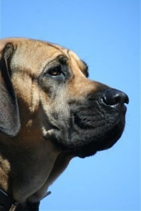 Hund
