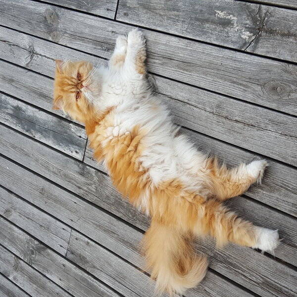 Katt