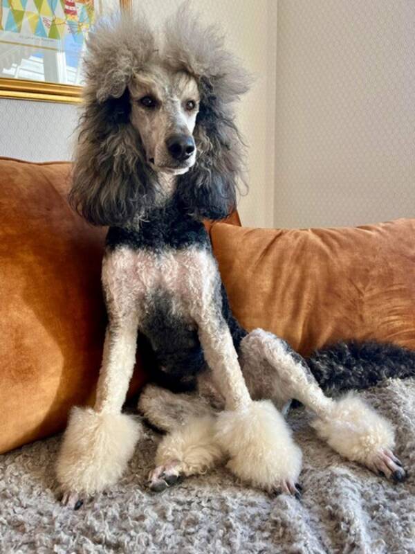 Hund - Zoey vår Pudel