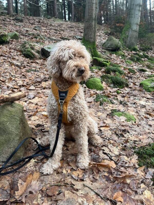 Hund - Astrid vr Golden Doodle