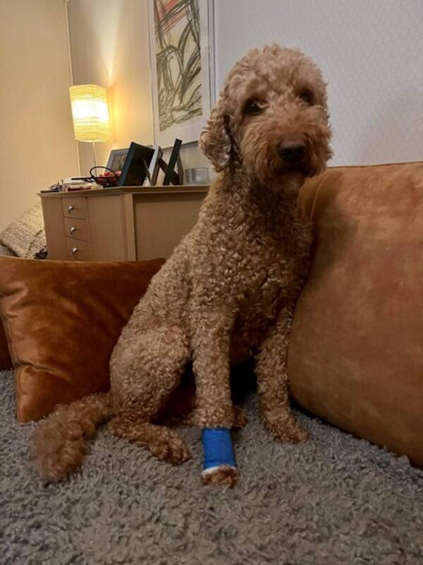 Hund - Osian vr Golden Doodle