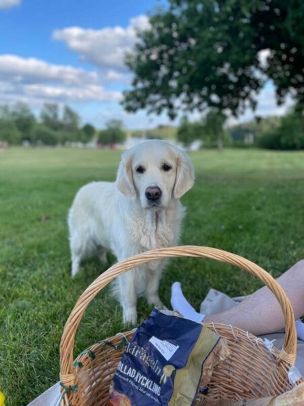 Hund - Golden retrievern Ella, 6 r