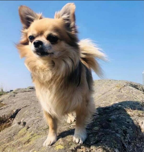 Hund