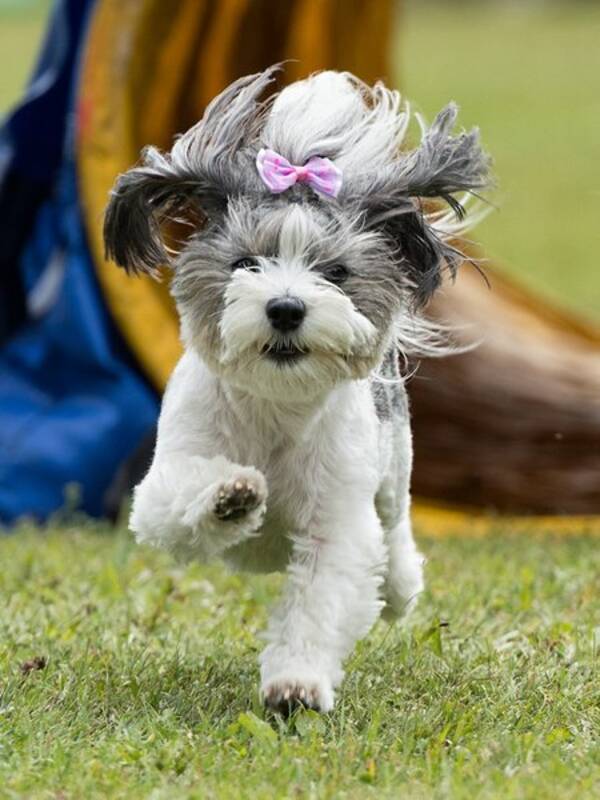 Hund
