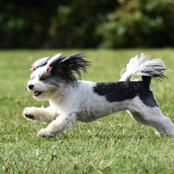 Hund