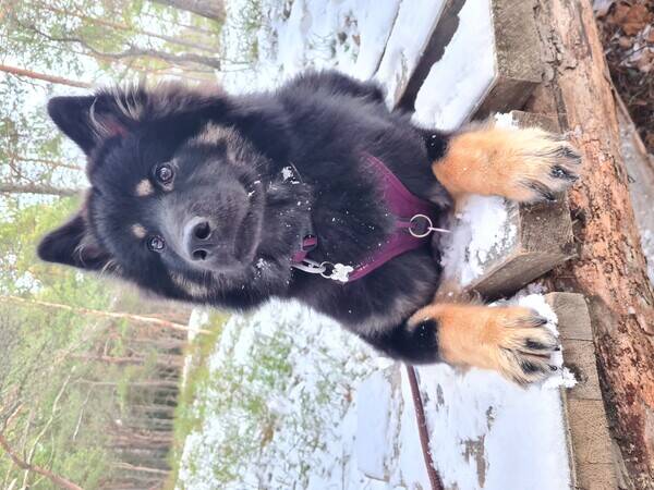 Hund - Eurasier Kesha