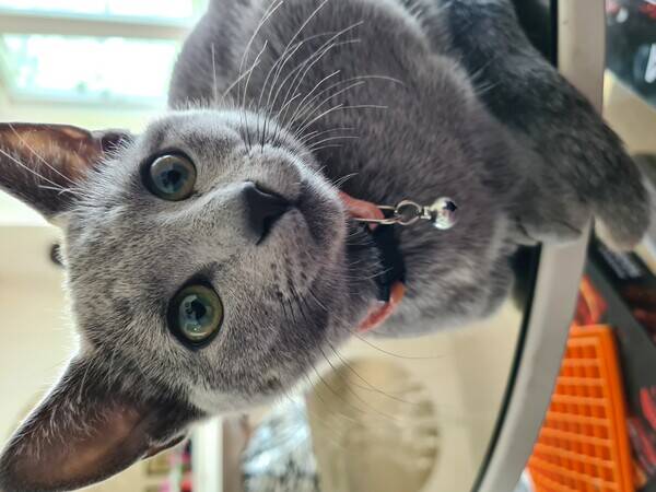 Katt - Katten KISSE -Russian blue