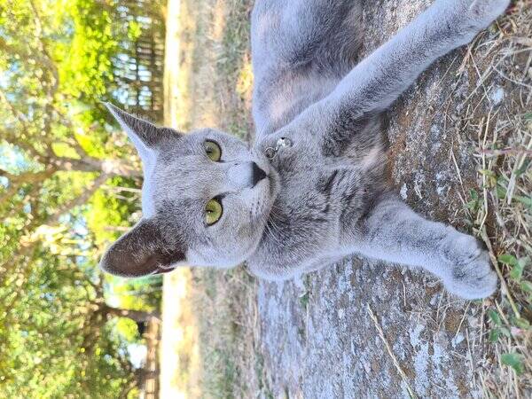 Katt - Katten KISSE -Russian blue