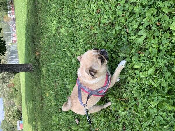 Hund - Mopsen Maggan