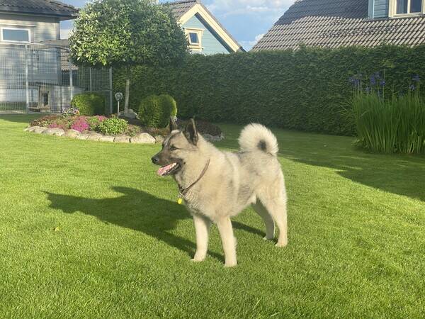 Hund - Elghund Hund - Elghund