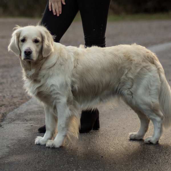 Hund - Golden retrievern Ella, 6 r