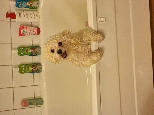 Hund - Bichon frise 