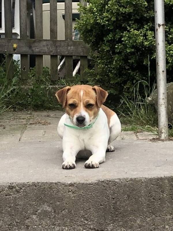 Hund - Dansk/Svensk Grdshund 