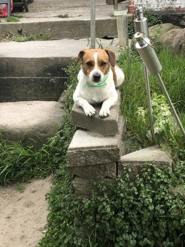 Hund - Dansk/Svensk Grdshund 