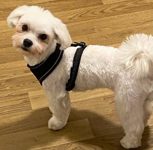 Hund - Malteseren Nube Hund - Malteseren Nube