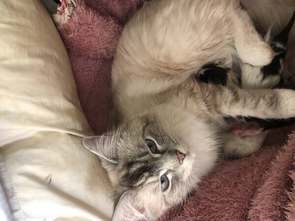 Katt