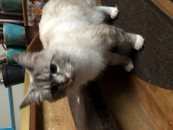 Katt