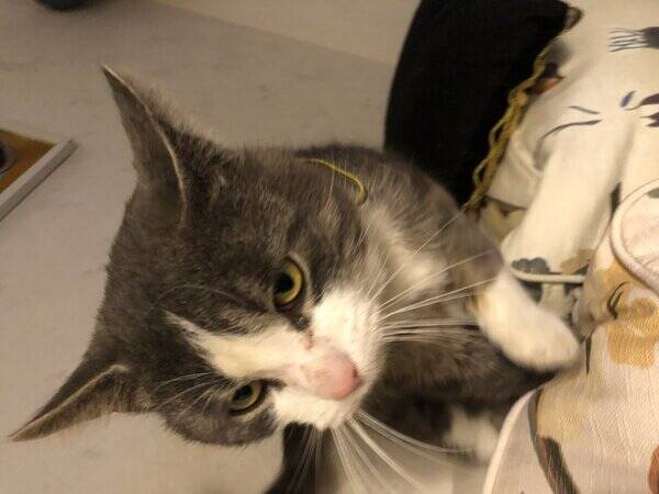 Katt