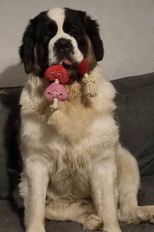 Hund - sankt bernhards tik