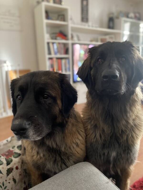Hund - Leonbergern Nala 