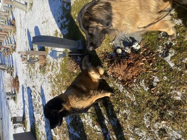 Hund - Leonbergern Nala 