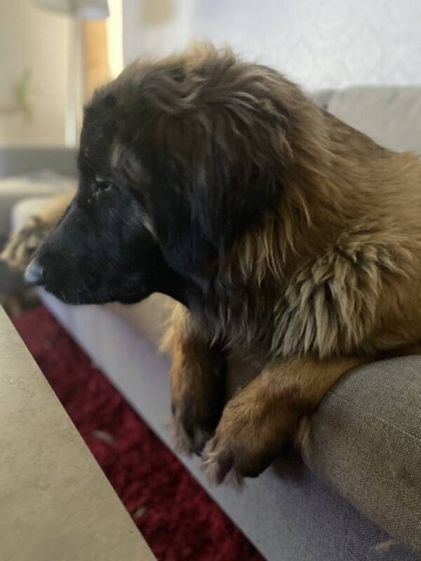 Hund - Leonbergern Nala 