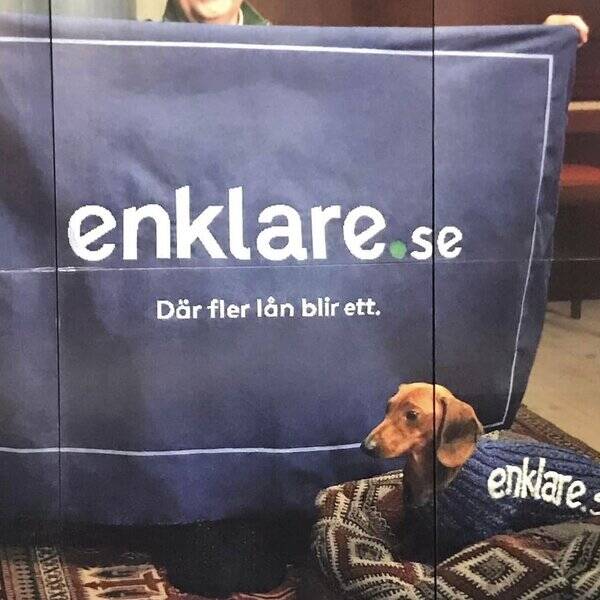 Hund - Taxen Cleopatra