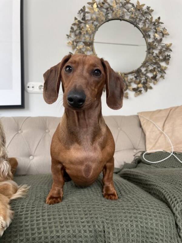 Hund - Taxen Cleopatra