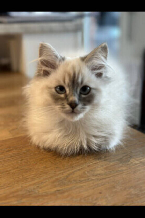 Katt - Katten Charlie 