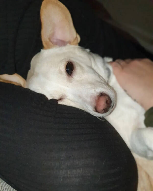 Hund