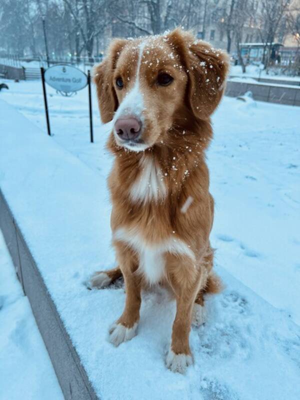 Hund - Nova Scotia duck tolling retriver