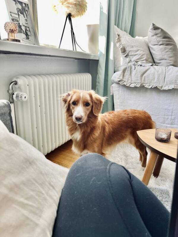 Hund - Nova Scotia duck tolling retriver