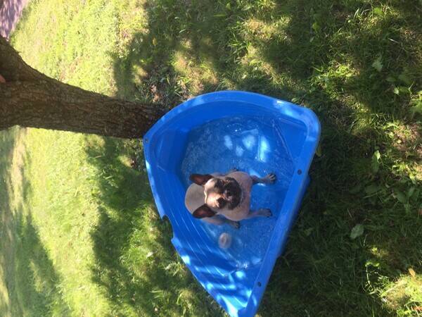 Hund - Skrollan 