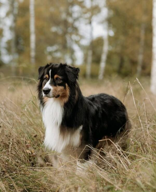 Hund - Australian Shepherd - Lake