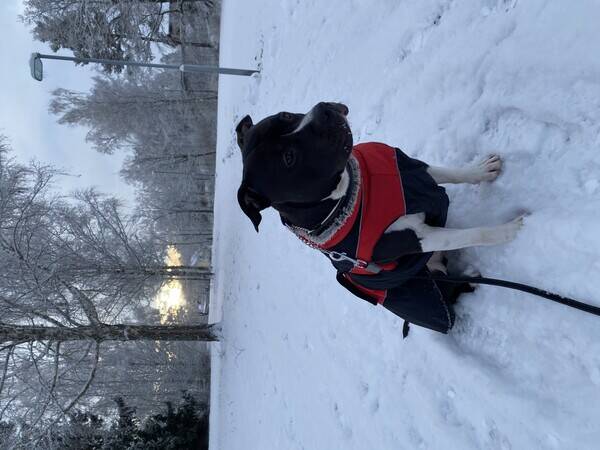 Hund - Amstaffen Castro 