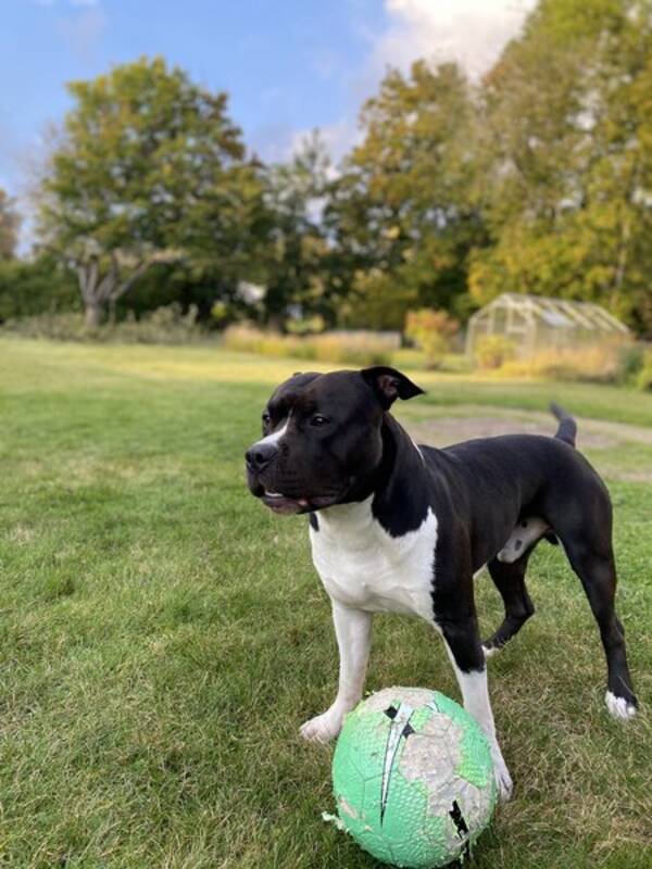 Hund - Amstaffen Castro 