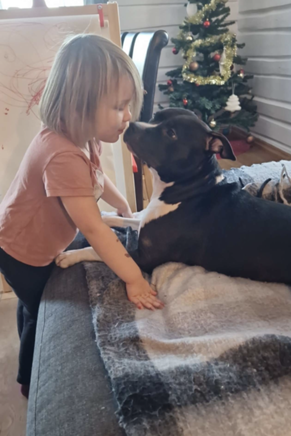 Hund - Amstaffen Castro 
