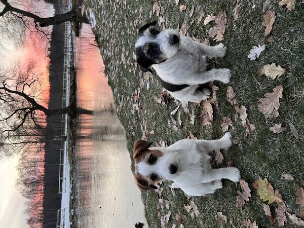 Hund - Nelson & Doglas, Jack Russells-hundar