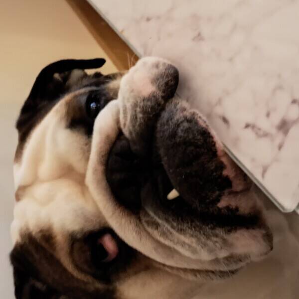 Hund - English bulldog  Presley Hund - English bulldog  Presley