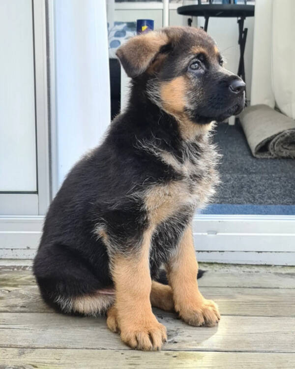 Hund - Schäfer Hund - Schäfer