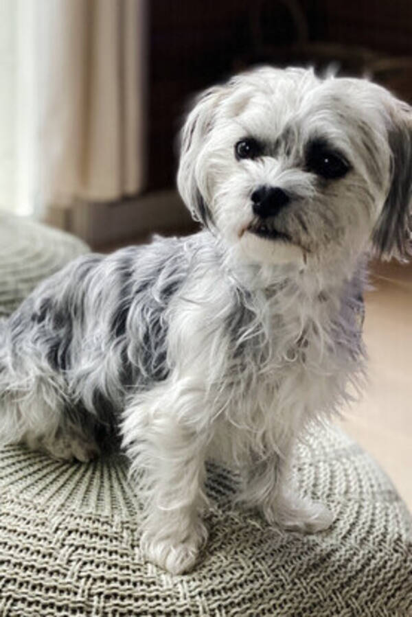 Hund - Blandras malteser Yorkshire 