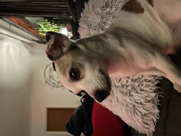 Hund - Chihuahua/Jack Russelln Bella