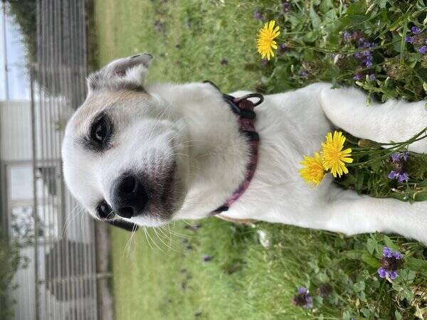 Hund - Chihuahua/Jack Russelln Bella