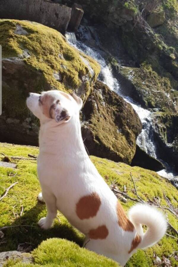 Hund - Chihuahua/Jack Russelln Bella
