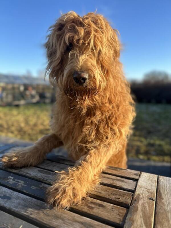 Hund - Goldendoodle 