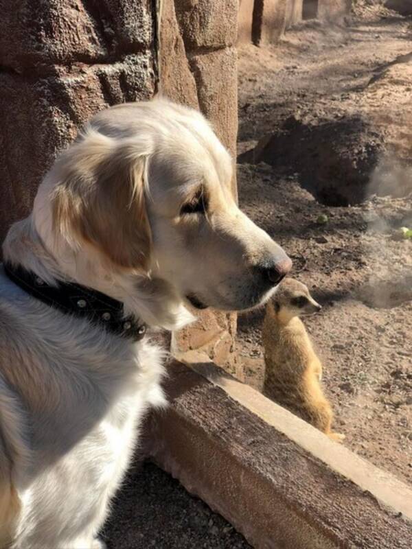 Hund - Golden retriver 
