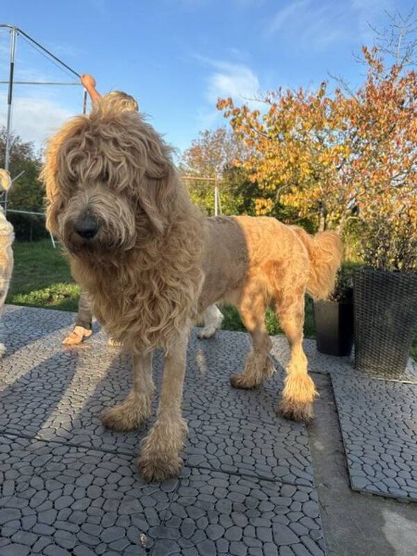 Hund - Goldendoodle 