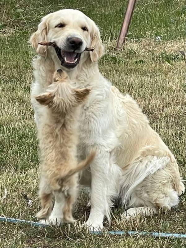 Hund - Golden retriver 